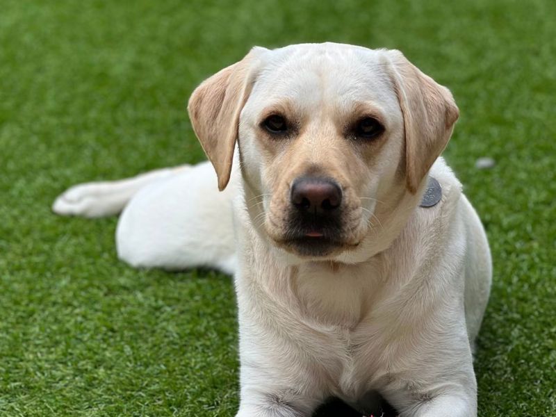 Dog In Garden (1)