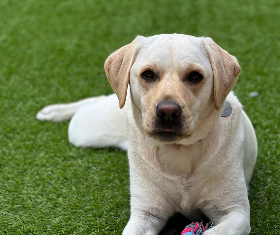 Dog In Garden